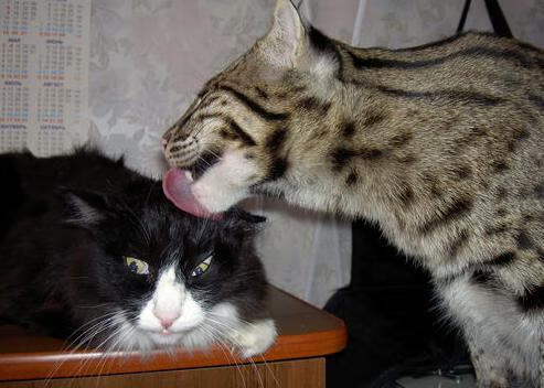 格纳布里关键战不手软,克罗地亚对阵洪都拉斯迎来胜利曙光