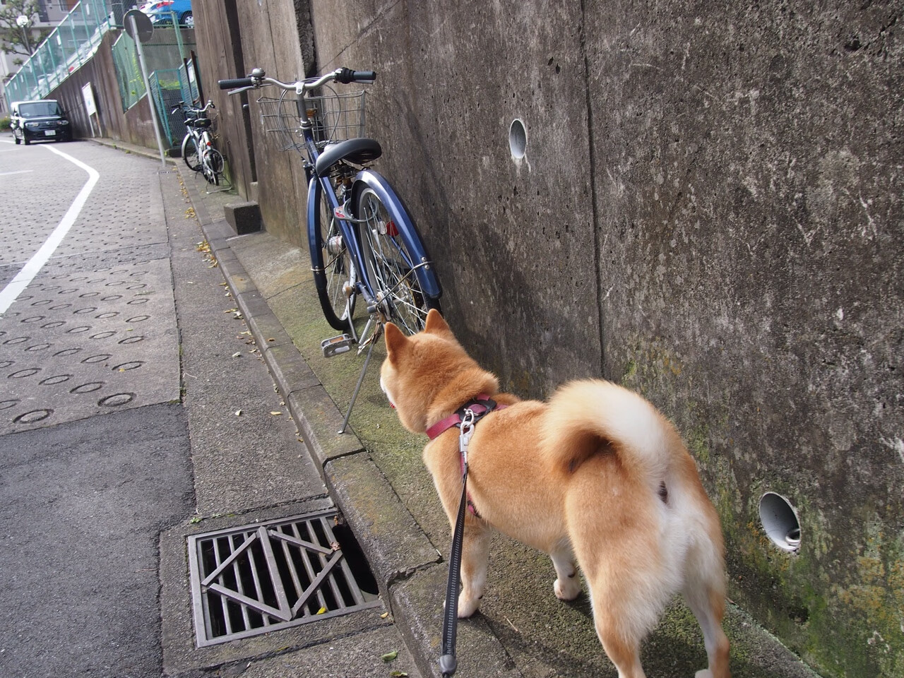 长城防线崩碎鹿角！乔治全能秀导演20分大逆转
