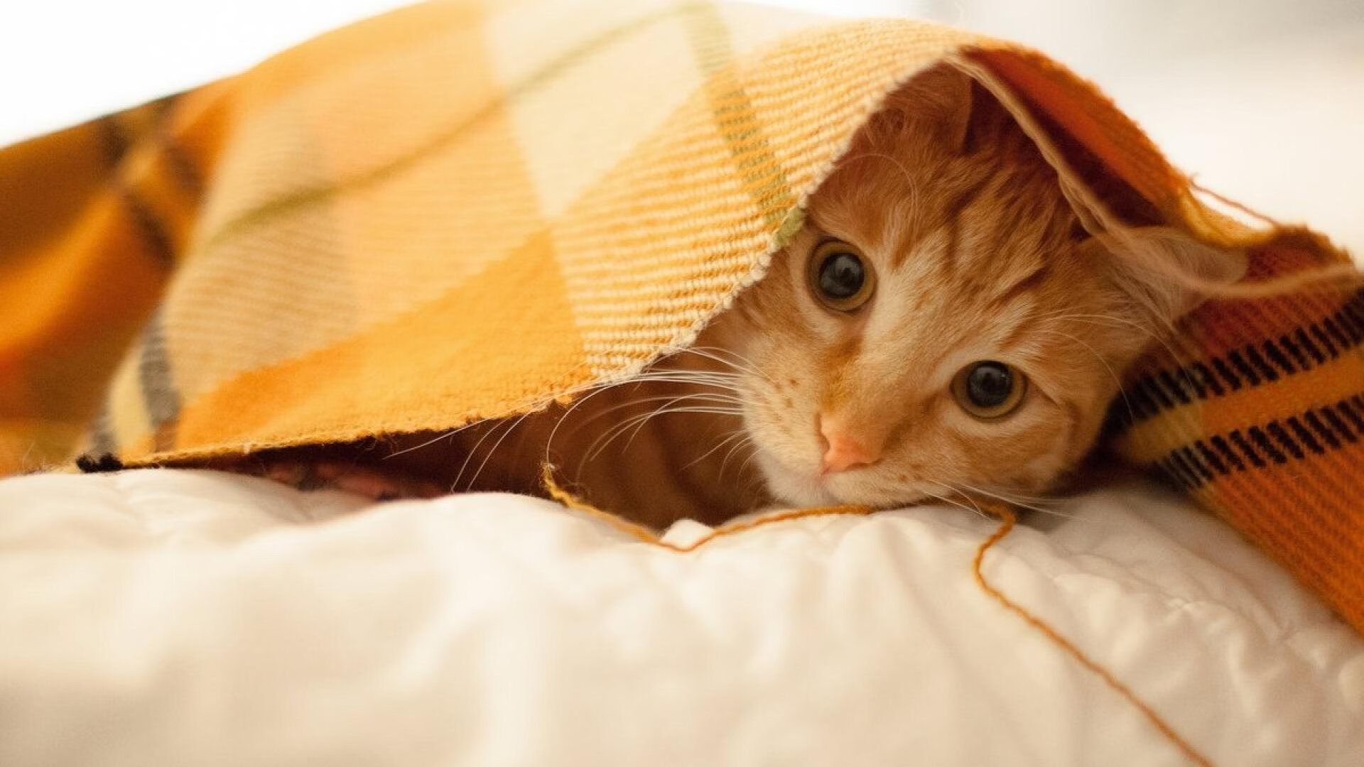 东方试炼场,当中国红邂逅蓝桥铁卫,斯通斯在跨文化焦点战中完成自我正名