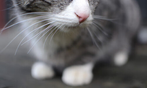 跨联赛奇迹,文班亚马狂砍40分助独行侠加时掀翻浙江队