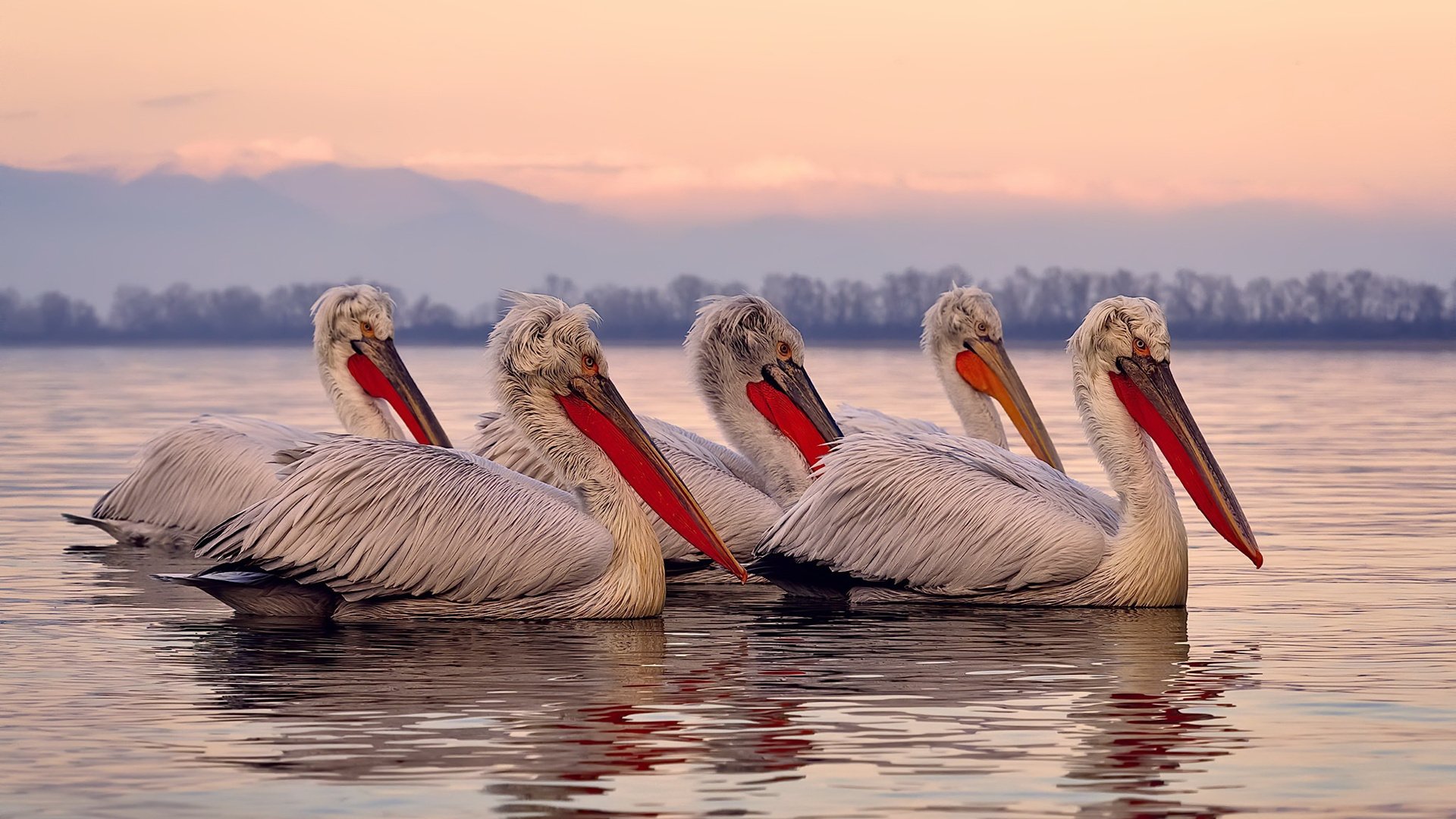 暮色染刃,无声处听惊雷—范弗利特于世界排名之夜编织的法则之网