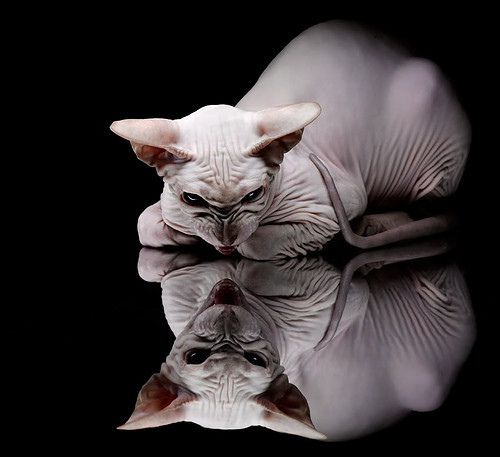 节奏之心,武切维奇如何用三个眼神瓦解上海队的钢铁防线