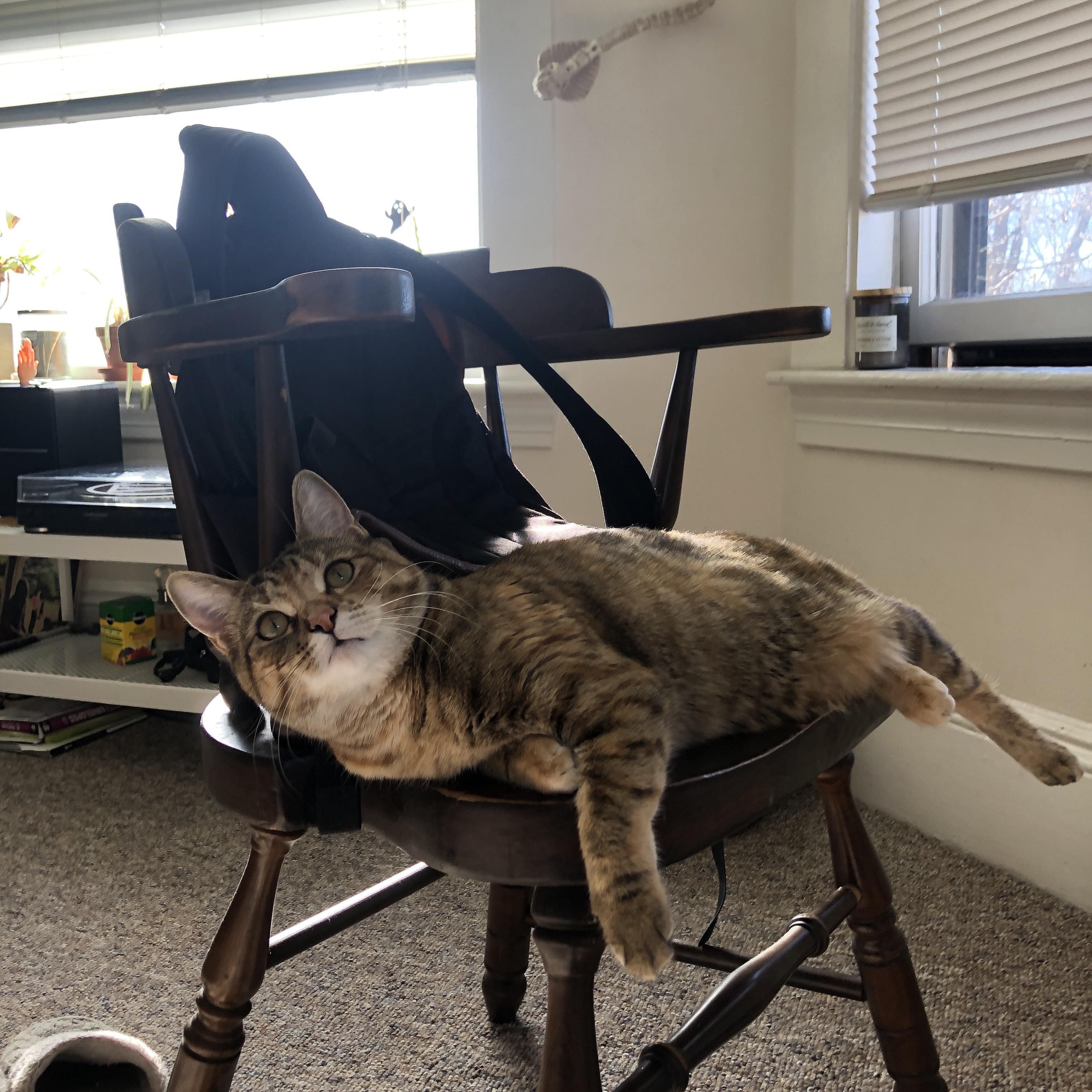 轰鸣与寂静的辩证法,当F1街道焦点战遇见森林狼的窒息式胜利