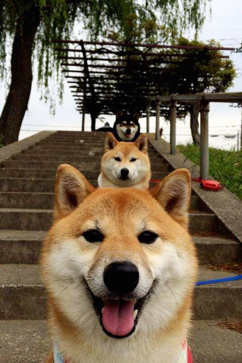 黑马狂奔，玻利维亚淘汰巴西，莱奥成救世主