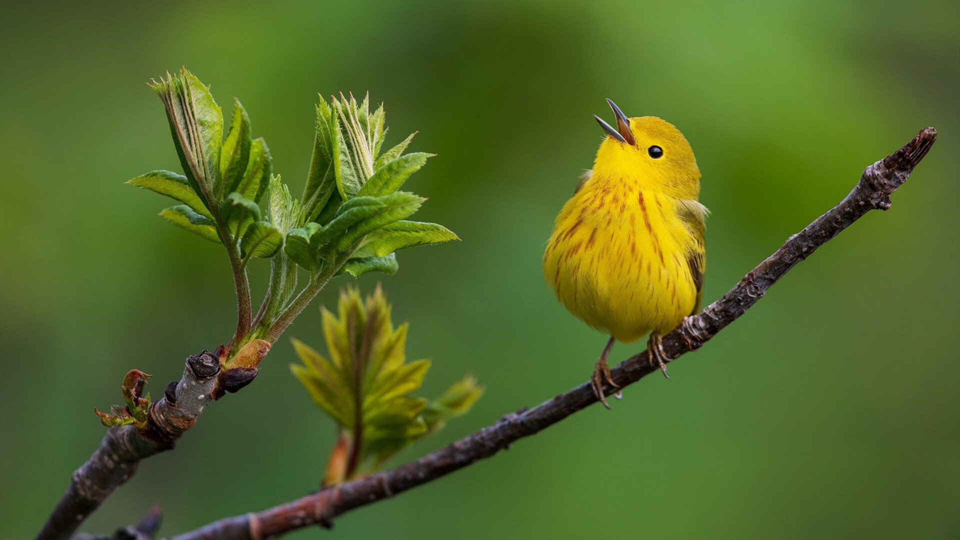 时间裂缝中的唯一性,当马赛与阿森纳的恩怨,碰碎格列兹曼的纪录之夜