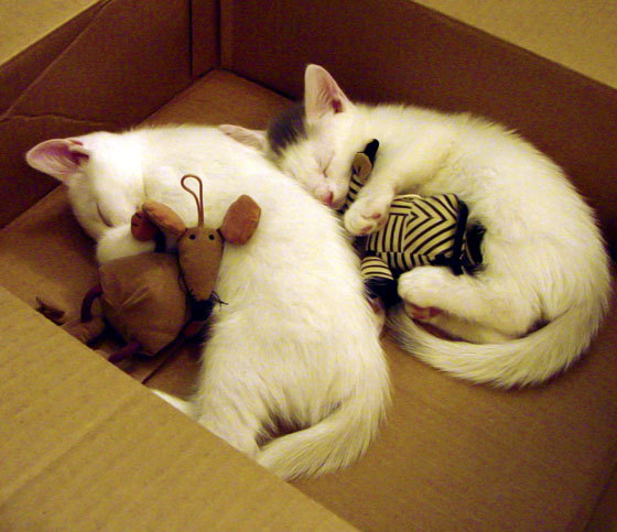 欧洲足球的降维打击,当五星巴西化身欧冠黑马,一场足以颠覆认知的胜负