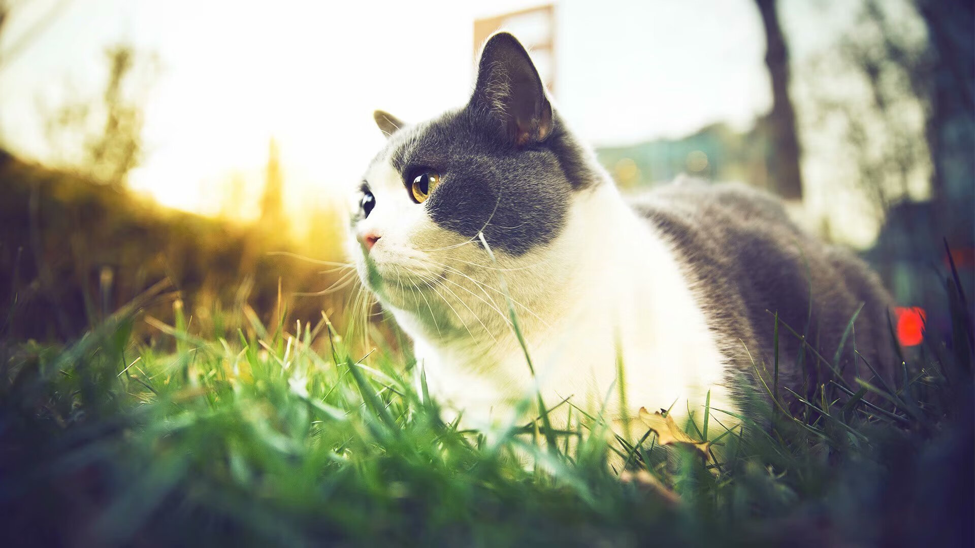 孤锋破夜,弱旅屠龙,当格列兹曼的华尔兹遇见雷恩的铁血