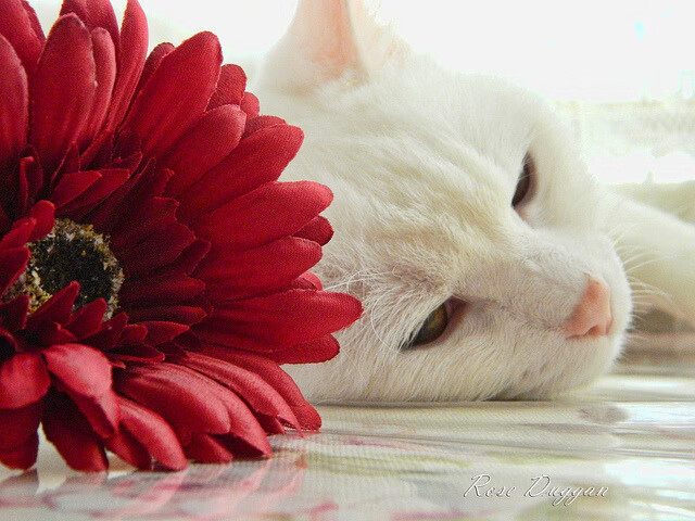 十年如一日的精准，与一秒定生死的绝杀，布伦森的稳定与灰熊的血性