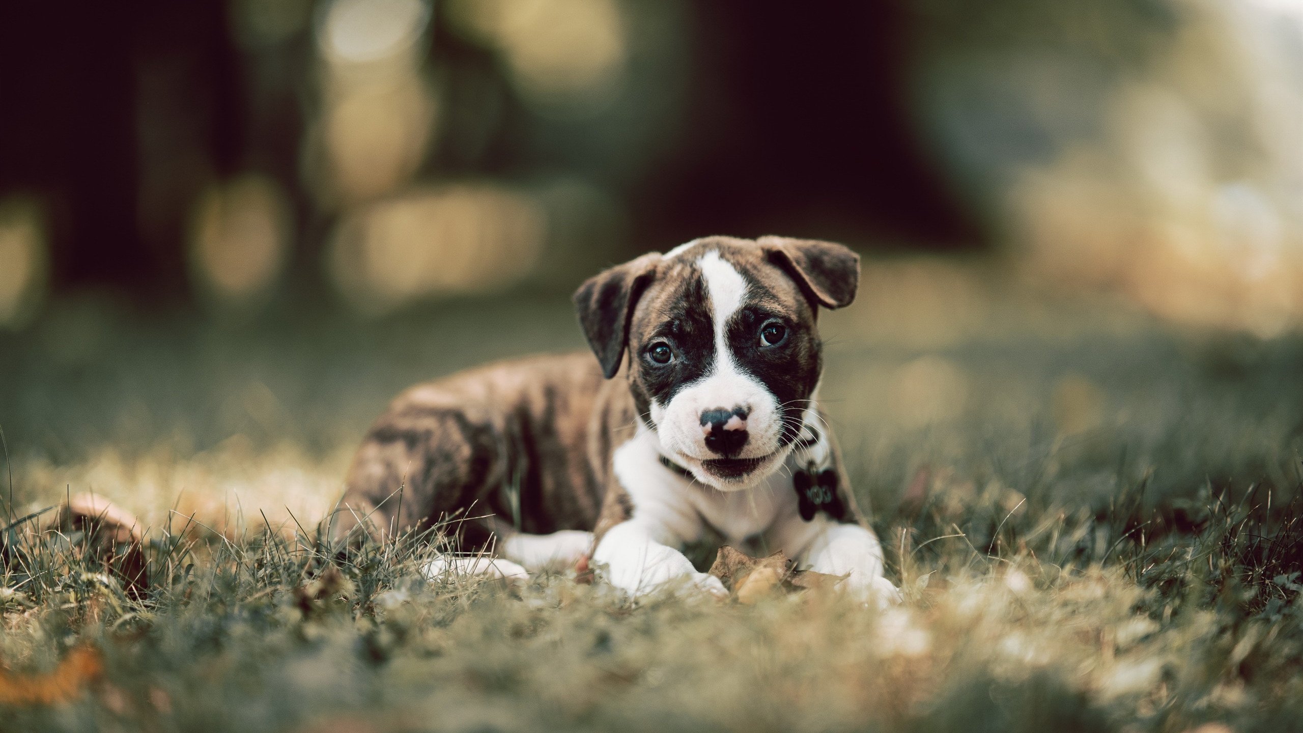 高原之岩，斯通斯在丹麦与突尼斯的十字路口完成压力淬炼