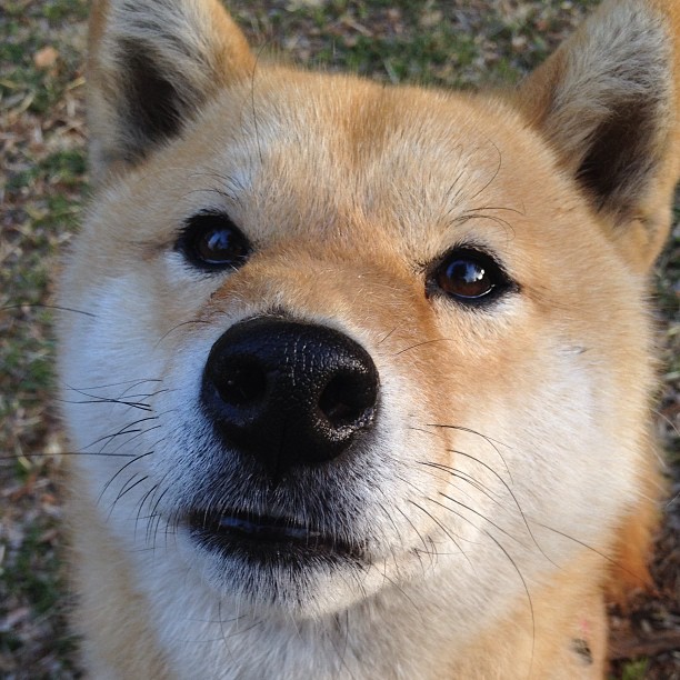 跨界接管，汽车活塞如何篮下终结，看约基奇的巴林赛道漂移秀