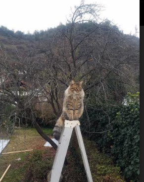 逆转风暴中的王者，托尼如何用双脚重写土耳其的胜利方程式