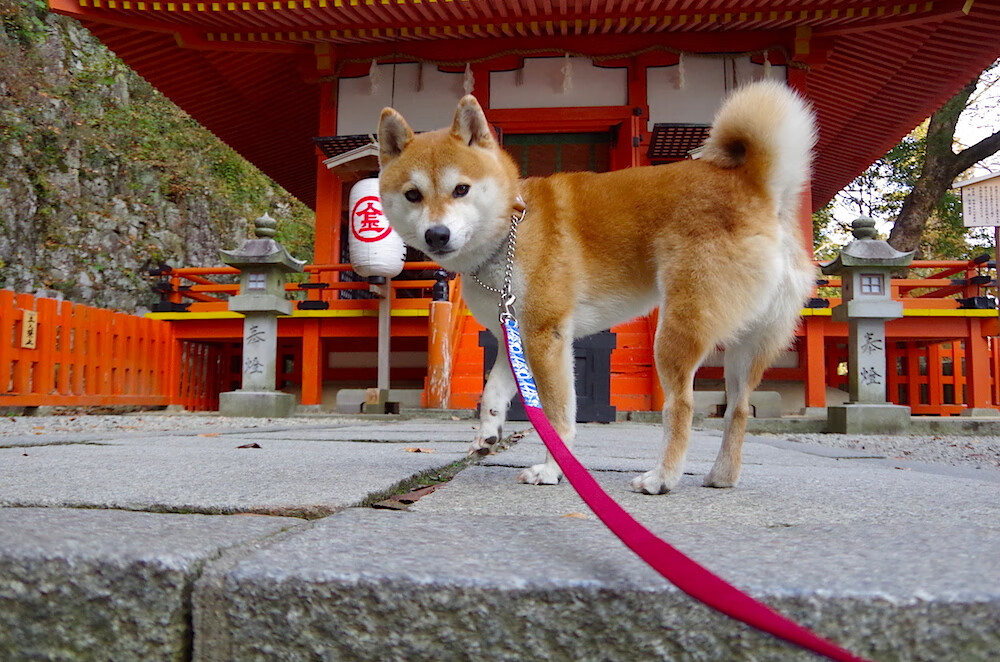 紫红交响曲,德布劳内唯一的争冠夜指挥家