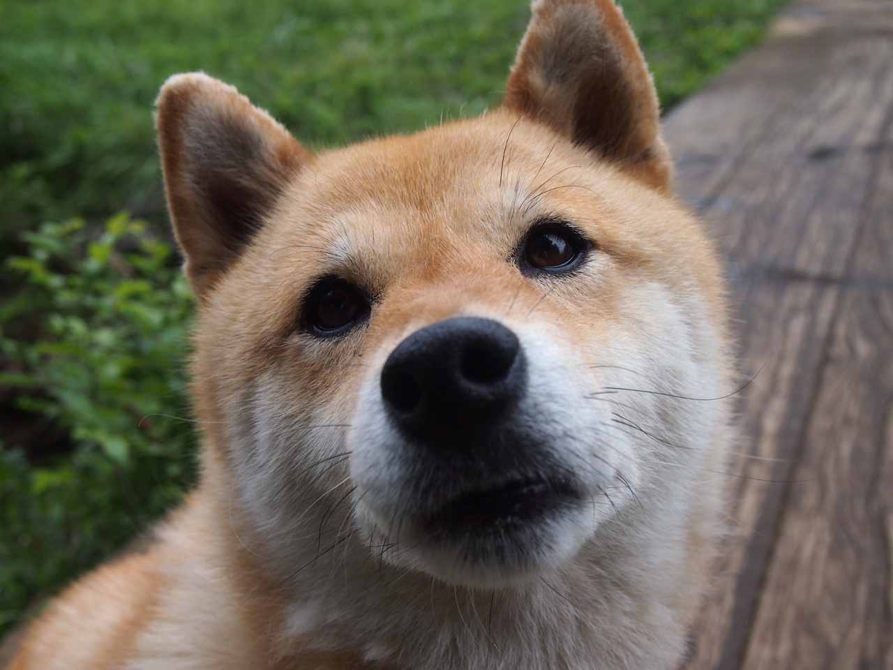 掘金孤王的棋局,当约基奇让时间在湖人面前提前凝固