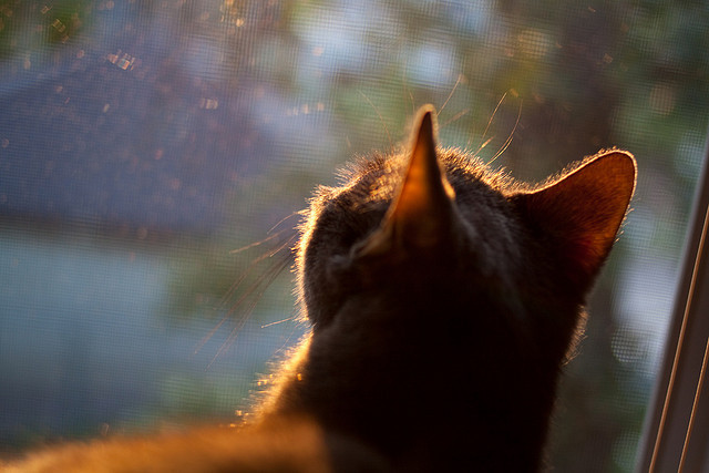 一剑封喉，卡瓦哈尔在奥运关键战之夜的破晓时分