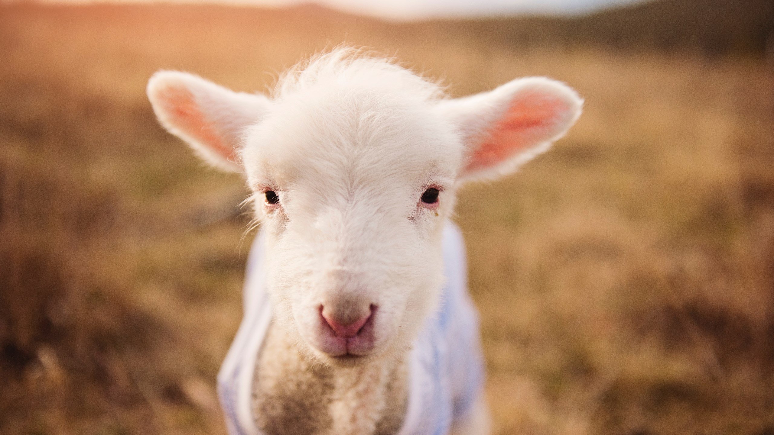 一剑封喉，卡瓦哈尔在奥运关键战之夜的破晓时分