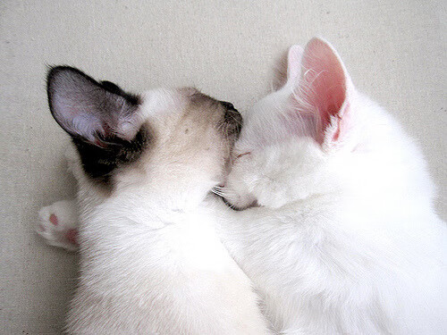 不死棋局，37岁保罗如何用智慧在马刺狼群中下出一手生涯绝唱？