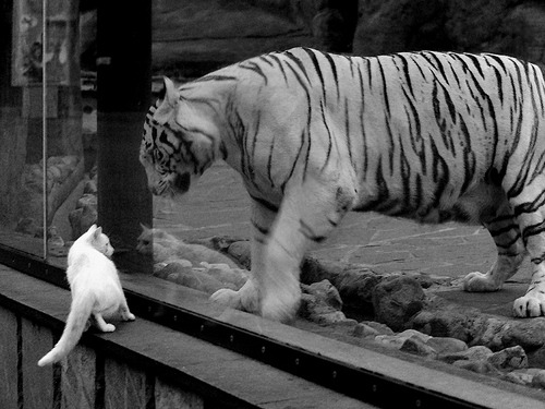 西亚卡姆的怒吼与太阳的静默收割,一场关于爆发与带走的篮球哲学