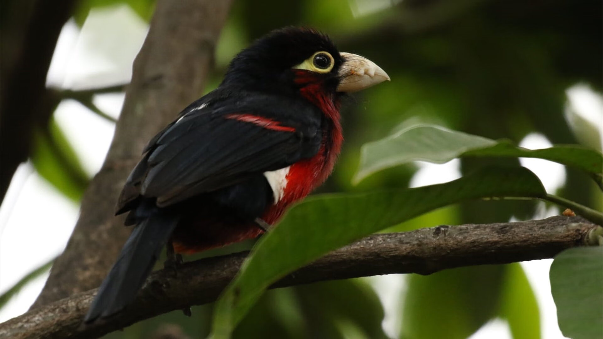 黑色潮水在加拿大夏夜中退却—罗德里戈斜刺里杀出