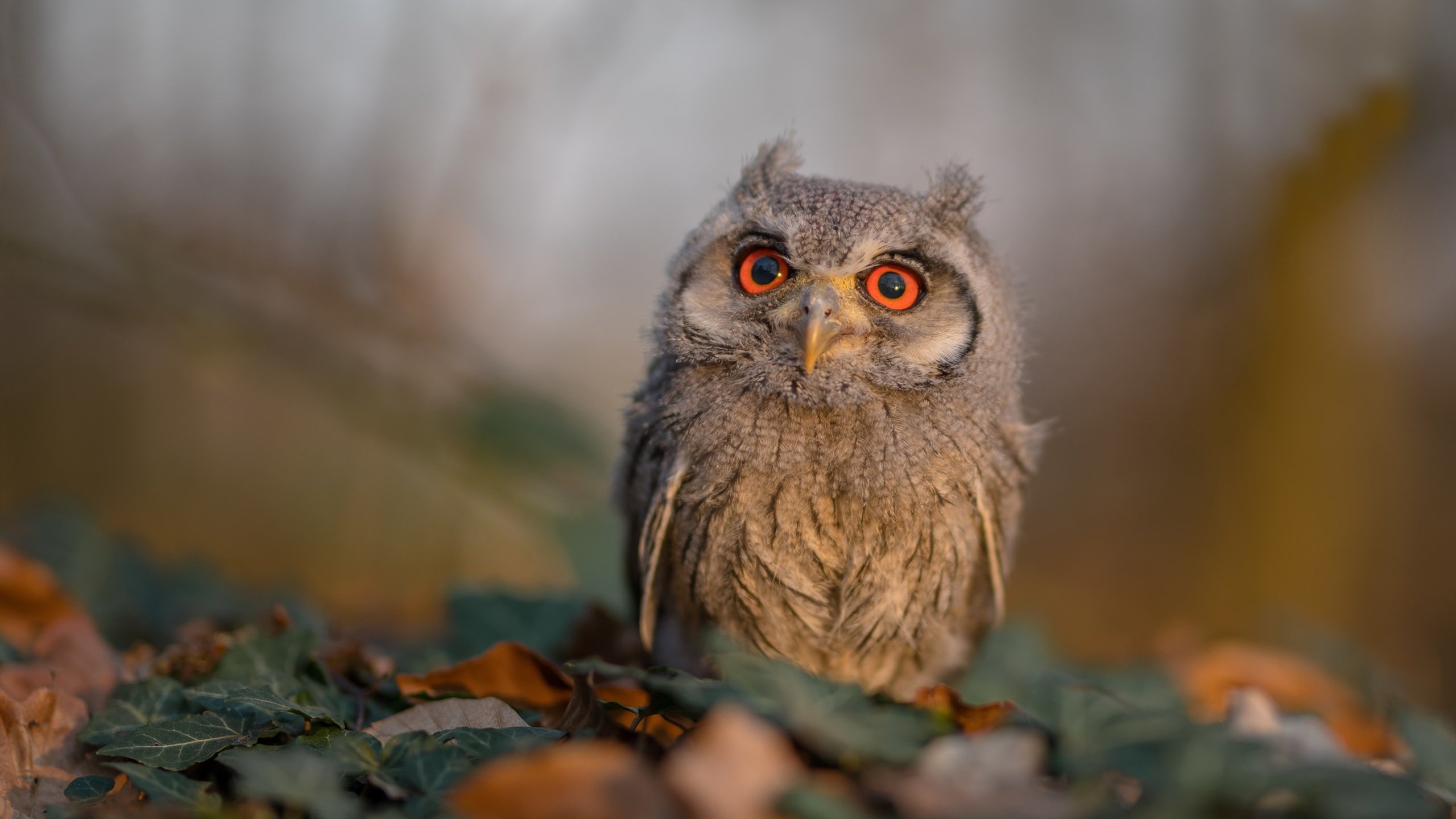 千年符号与现代魔法,当凯尔特团队篮球遭遇文班亚马的接管时刻