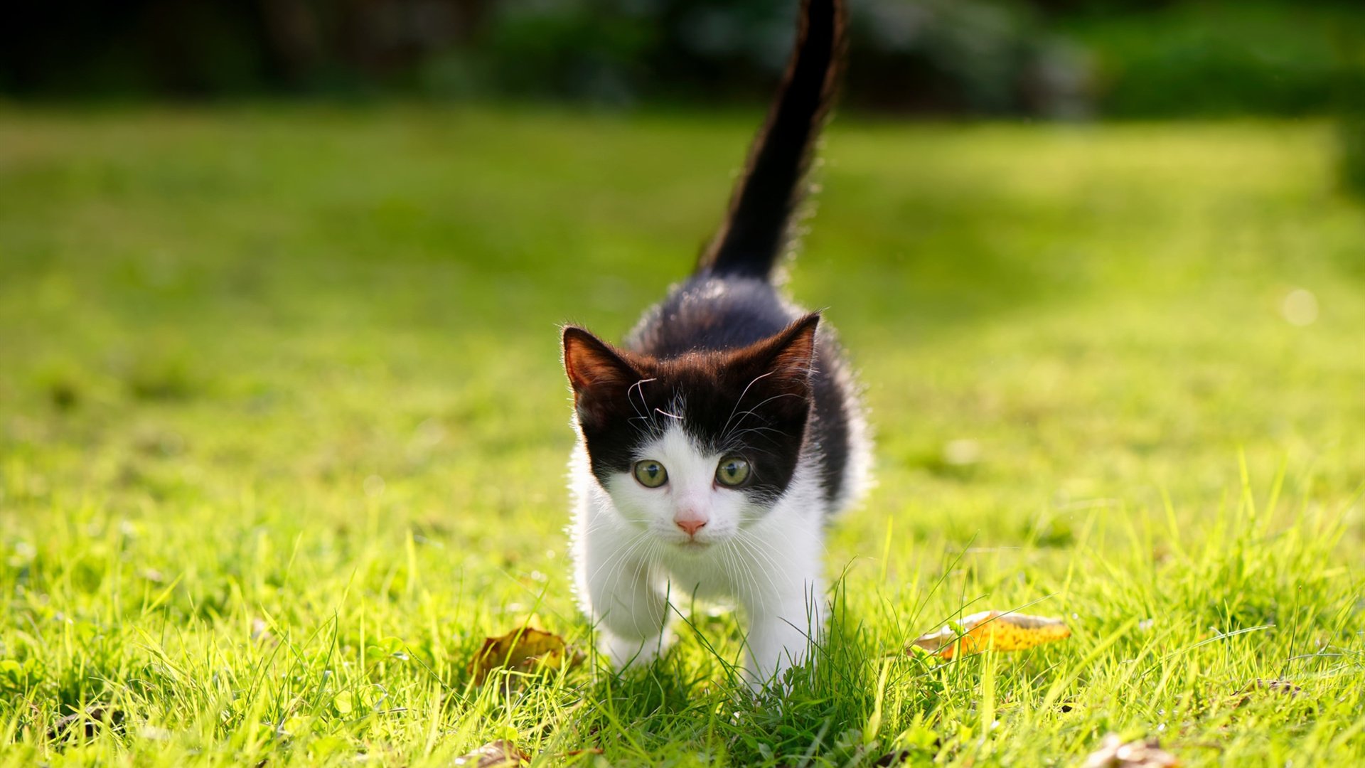 赖斯爆发!那不勒斯生死战力克土耳其劲旅,晋级之路重现曙光